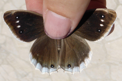 Hipparchia parisatis