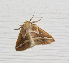 Caripeta angustiorata