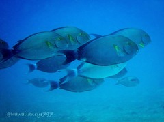 Acanthurus xanthopterus
