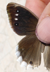 Hipparchia parisatis