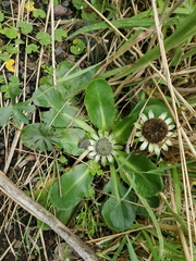 Eryngium humile