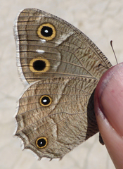 Hipparchia parisatis