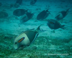 Acanthurus olivaceus