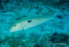 Parupeneus pleurostigma