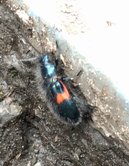 Astylus aulicus