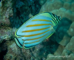 Chaetodon ornatissimus