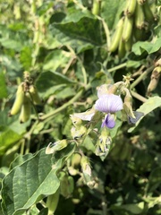 Crotalaria verrucosa