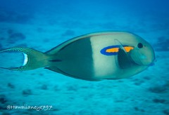 Acanthurus olivaceus