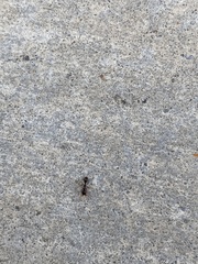 Tetramorium immigrans