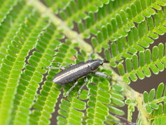 Rhinotia melanocephala
