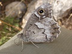 Hipparchia fatua