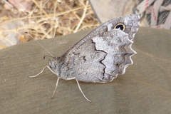 Hipparchia fatua