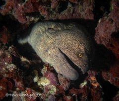 Gymnothorax flavimarginatus