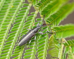 Rhinotia melanocephala
