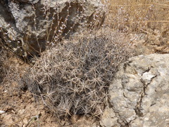 Acantholimon armenum