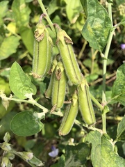 Crotalaria verrucosa
