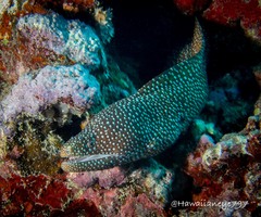 Gymnothorax meleagris