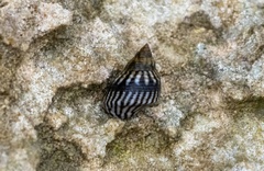 Echinolittorina