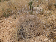 Acantholimon armenum
