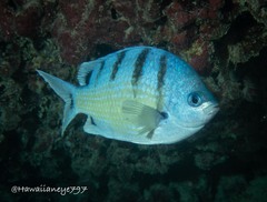 Abudefduf abdominalis