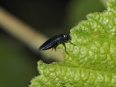 Agrilus