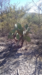 Opuntia streptacantha