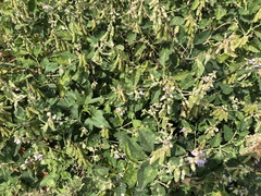 Crotalaria verrucosa