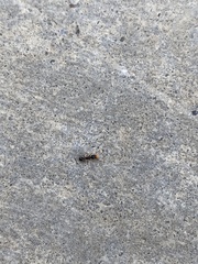 Tetramorium immigrans