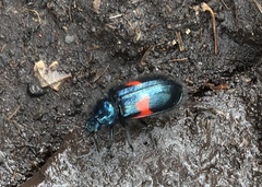 Astylus aulicus
