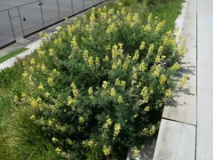 Lupinus arboreus
