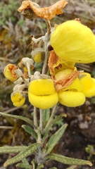 Calceolaria crenata
