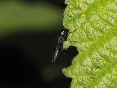 Agrilus