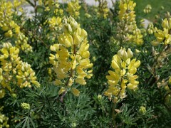 Lupinus arboreus