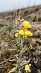 Calceolaria crenata