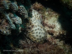 Palythoa tuberculosa