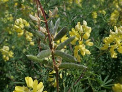 Lupinus arboreus