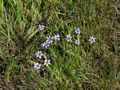 Sisyrinchium rosulatum