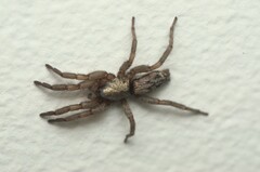 Scotophaeus pretiosus