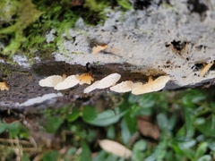 Favolaschia pustulosa