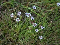 Sisyrinchium rosulatum