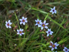 Sisyrinchium rosulatum
