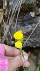Calceolaria tripartita