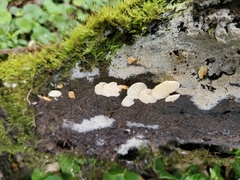Favolaschia pustulosa