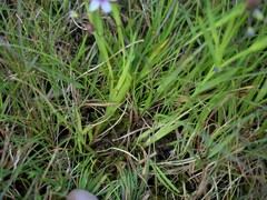 Sisyrinchium rosulatum