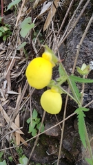 Calceolaria tripartita