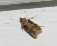 Chionodes mediofuscella