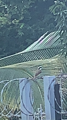 Pitangus sulphuratus