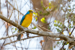 Passerina leclancherii
