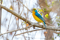 Passerina leclancherii