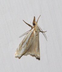 Crambus saltuellus